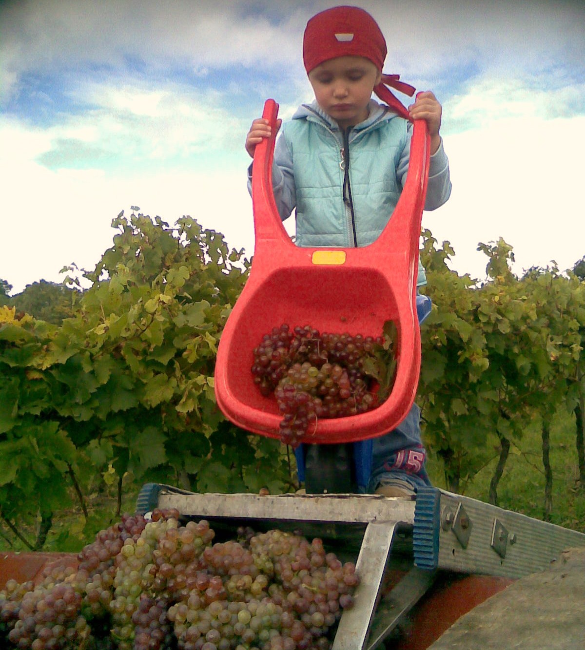 Julia Katzler bei der Weinlese